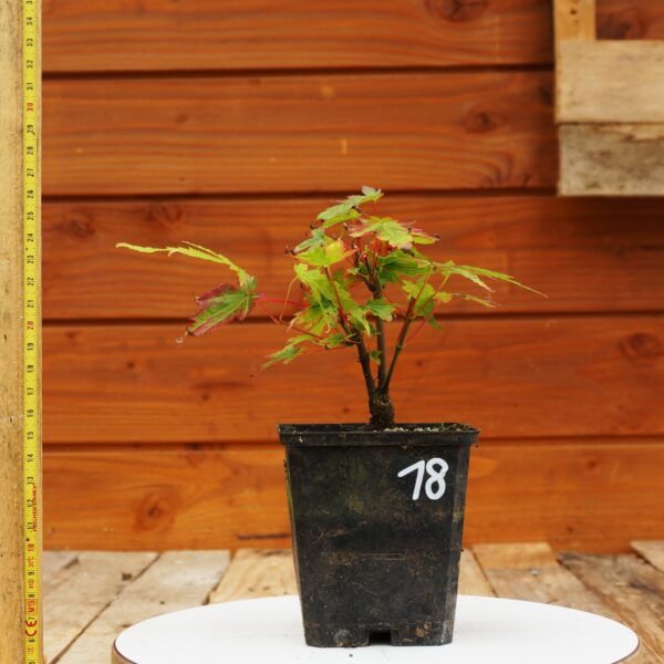 Acer palmatum - Erable japonais n°18 – Image 2