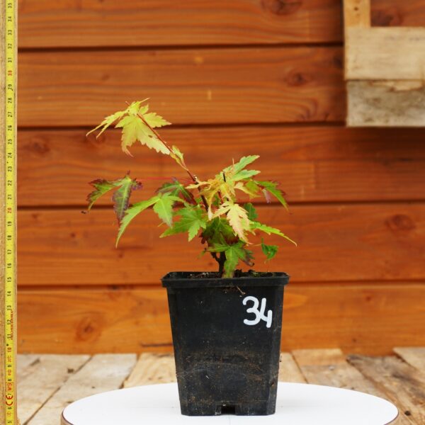 Acer palmatum - Erable japonais n°34 – Image 2