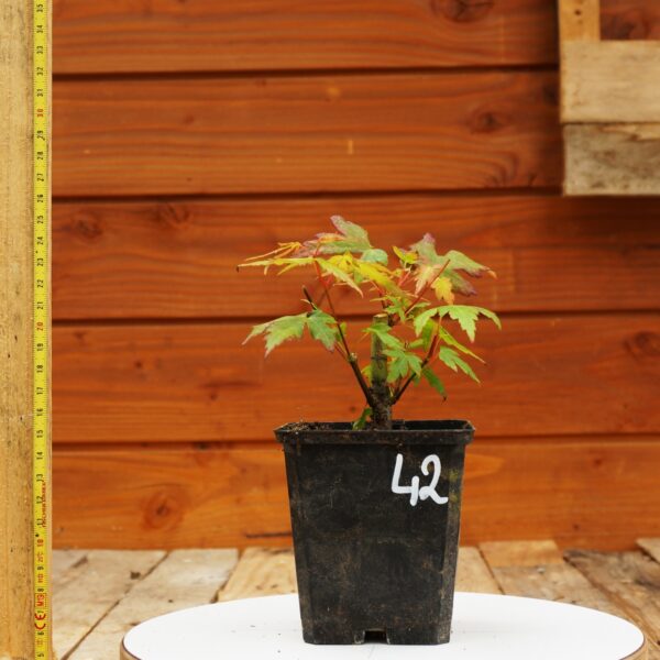 Acer palmatum - Erable japonais n°42 – Image 6