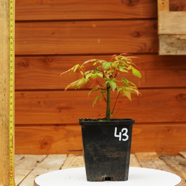 Acer palmatum - Erable japonais n°43 – Image 2
