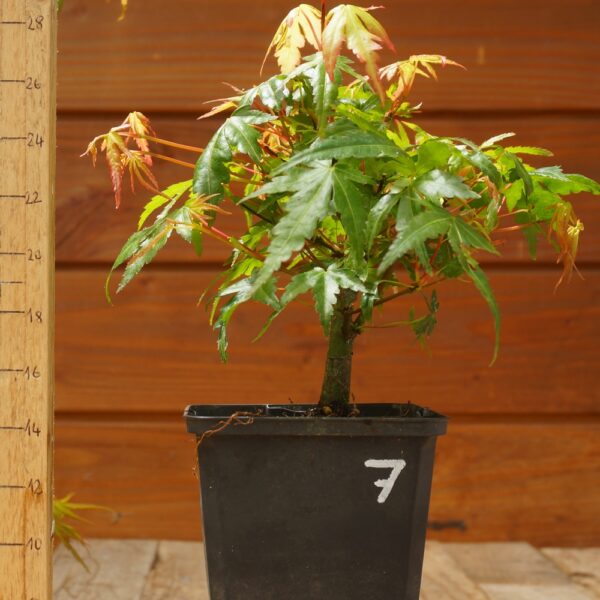 Acer palmatum - Erable japonais n°007 – Image 2