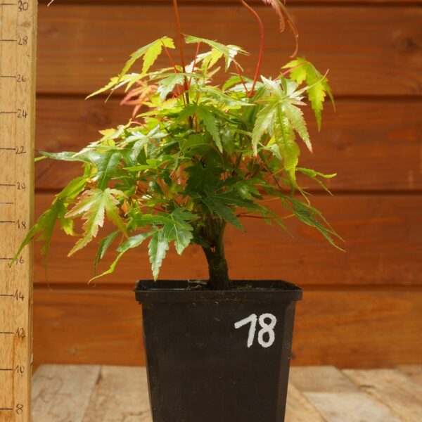Acer palmatum - Erable japonais n°18