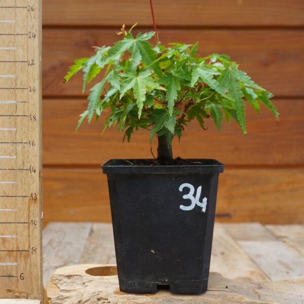 Acer palmatum - Erable japonais n°34
