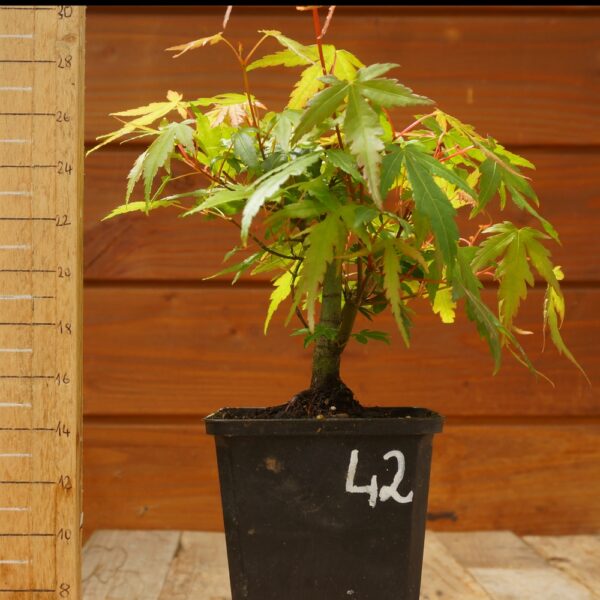 Acer palmatum - Erable japonais n°42