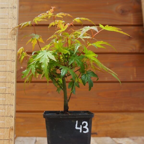 Acer palmatum - Erable japonais n°43
