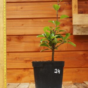 Malus perpetus 'Everest' - Pommier Evereste n°24