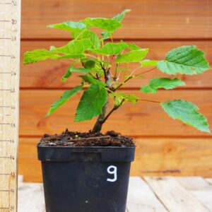 Acer tataricum - Erable de Sibérie n°9