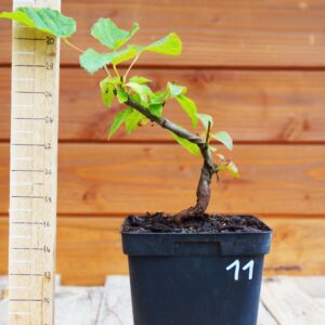 Acer tataricum - Erable de Sibérie n°11