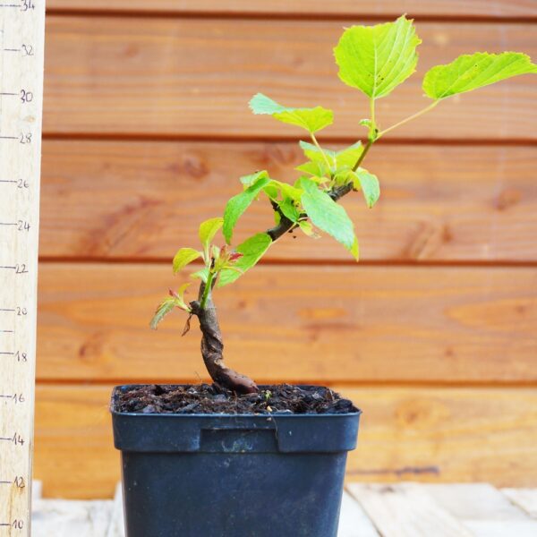 Acer tataricum - Erable de Sibérie n°11 – Image 2