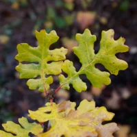 Quercus garryana - Chêne de Garry n°11 – Image 4