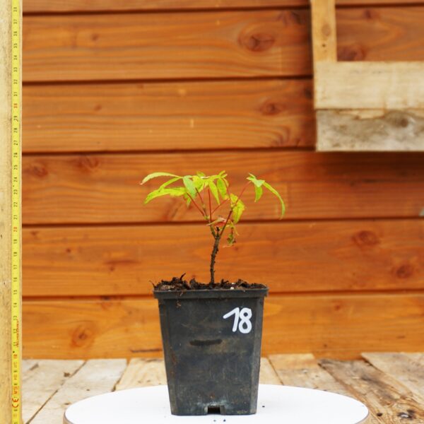 Acer palmatum - Erable japonais n°18 – Image 3