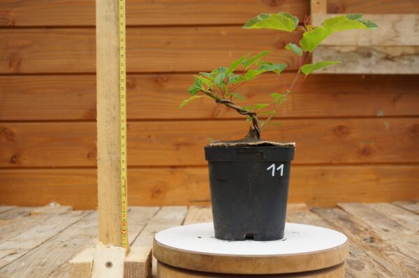 Acer tataricum - Erable de Sibérie n°11 – Image 3