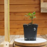 Acer tataricum - Erable de Sibérie n°9 – Image 2