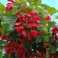 Acer tataricum - Erable de Sibérie n°9 – Image 4