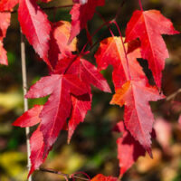 Acer tataricum - Erable de Sibérie n°9 – Image 5