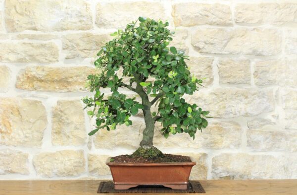 Quercus ilex - Chêne vert n°01 – Image 2