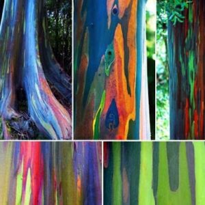 Eucalyptus degluta - Eucalyptus Arc-en-ciel  C1