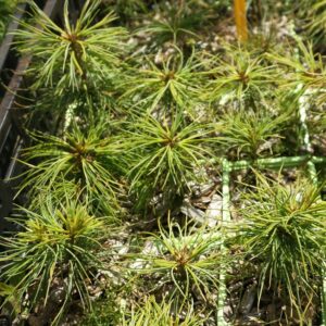 Pinus parviflora - Pin blanc du Japon