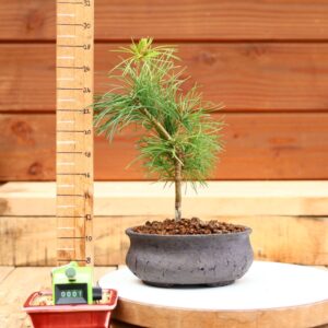 Pinus parviflora n°01 - Pin blanc du Japon