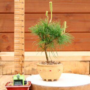 Pinus parviflora n°02 - Pin blanc du Japon