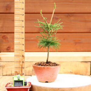 Pinus parviflora n°03 - Pin blanc du Japon