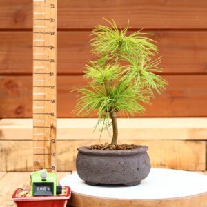 Pinus parviflora n°04 - Pin blanc du Japon
