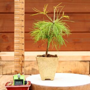Pinus parviflora n°05 - Pin blanc du Japon
