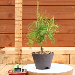Pinus parviflora n°06 - Pin blanc du Japon