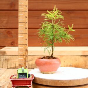 Pinus parviflora n°07 - Pin blanc du Japon
