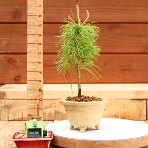 Pinus parviflora n°08 - Pin blanc du Japon