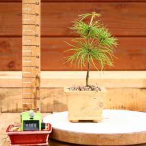 Pinus parviflora n°09 - Pin blanc du Japon