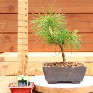 Pinus parviflora n°10 - Pin blanc du Japon