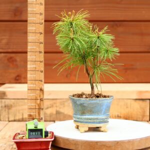 Pinus parviflora n°11 - Pin blanc du Japon