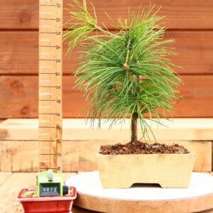 Pinus parviflora n°12 - Pin blanc du Japon