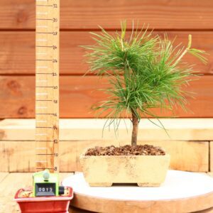 Pinus parviflora n°13 - Pin blanc du Japon