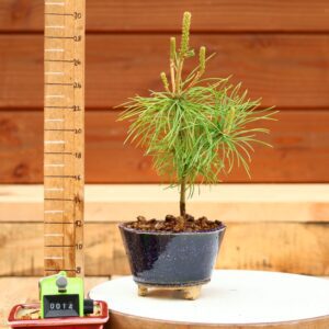 Pinus parviflora n°14 - Pin blanc du Japon