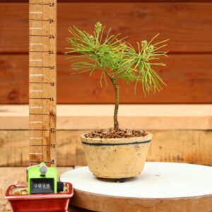 Pinus parviflora n°15 - Pin blanc du Japon