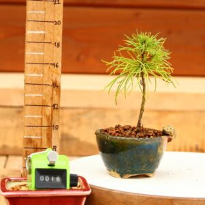 Pinus parviflora n°16 - Pin blanc du Japon