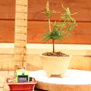 Pinus parviflora n°17 - Pin blanc du Japon