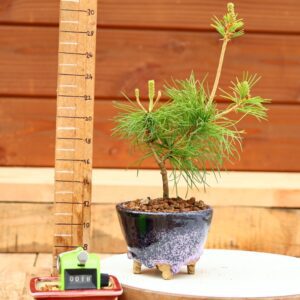 Pinus parviflora n°18 - Pin blanc du Japon