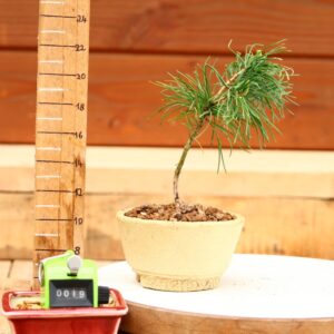 Pinus parviflora n°19- Pin blanc du Japon