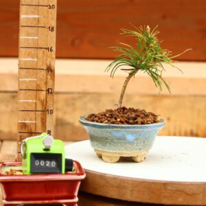 Pinus parviflora n°20- Pin blanc du Japon