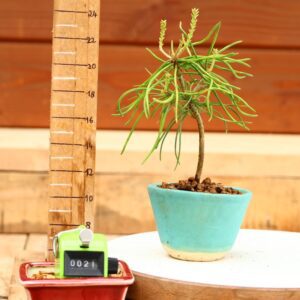 Pinus parviflora n°21 - Pin blanc du Japon
