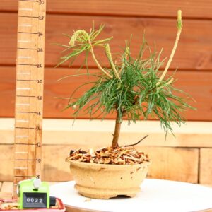 Pinus parviflora n°22 - Pin blanc du Japon