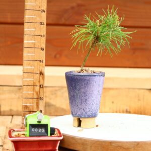 Pinus parviflora n°23 - Pin blanc du Japon