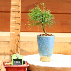 Pinus parviflora n°24 - Pin blanc du Japon