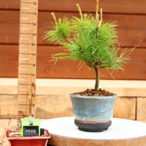 Pinus parviflora n°25 - Pin blanc du Japon