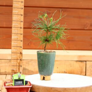 Pinus parviflora n°26 - Pin blanc du Japon