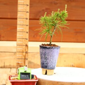 Pinus parviflora n°27 - Pin blanc du Japon