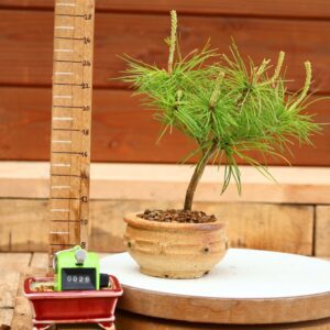 Pinus parviflora n°28 - Pin blanc du Japon